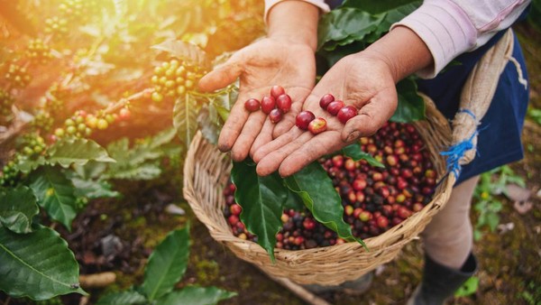 Petani Kopi Indonesia